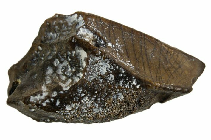 Fossil Hadrosaur (Edmontosaurus) Tooth - Montana #332619